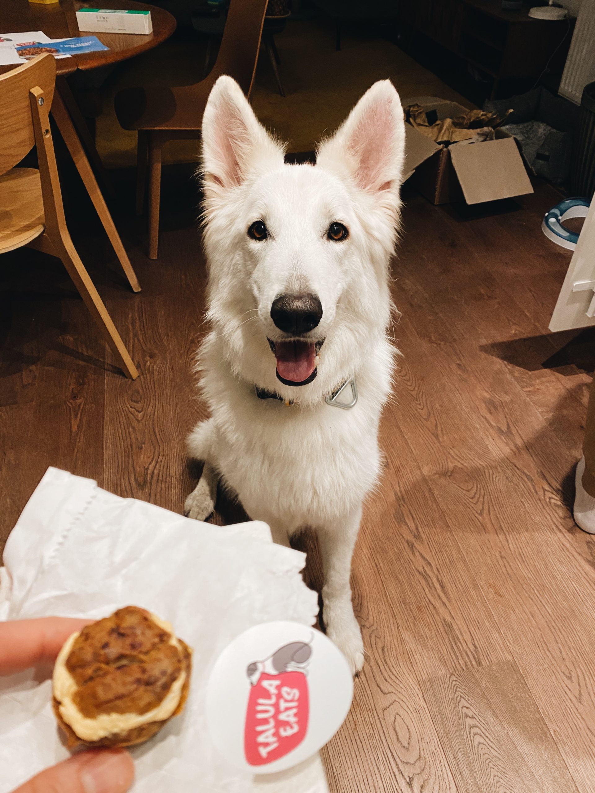 White Swiss Shepherd Kaiser with Talula Eats treat