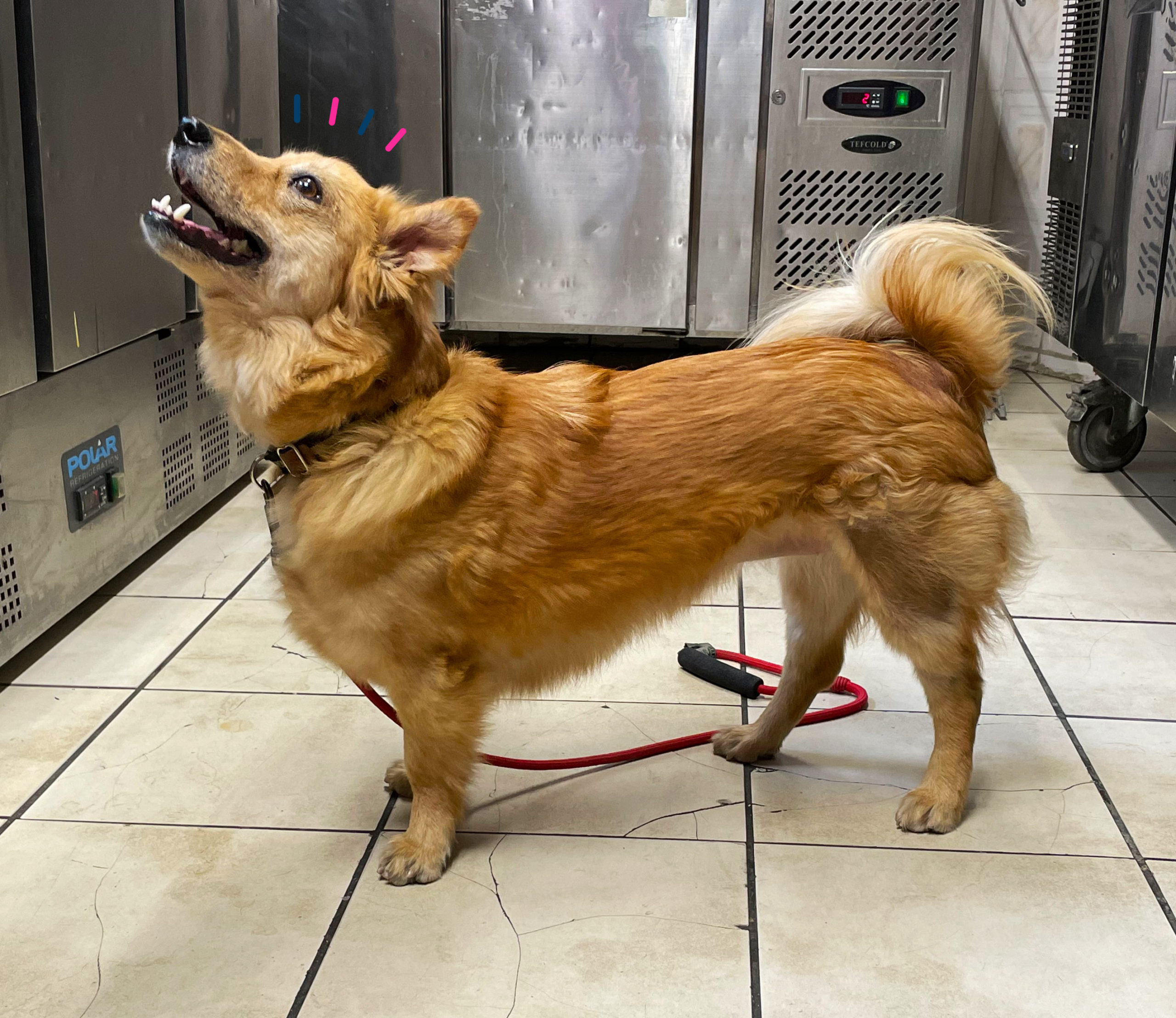 Millie is excited for her food