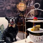 Rescue Dog Belinha sits next to a 3-tier Afternoon Tea for Dogs. Doggie Bowl at the bottom, followed by a slice of Doggie Cake, Pink Peony Pupcake and Doggie Digestives.