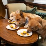 3 Corgis sitting on a bench eating pupcakes off a table.