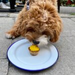 A cavapoo puppy eating a yellow pupcake off a plate.
