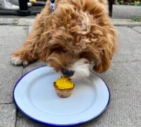 A cavapoo puppy eating a yellow pupcake off a plate.