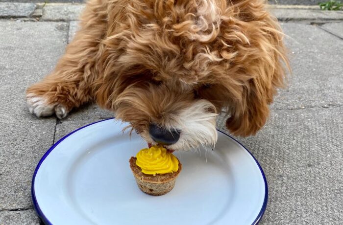 A cavapoo puppy eating a yellow pupcake off a plate.